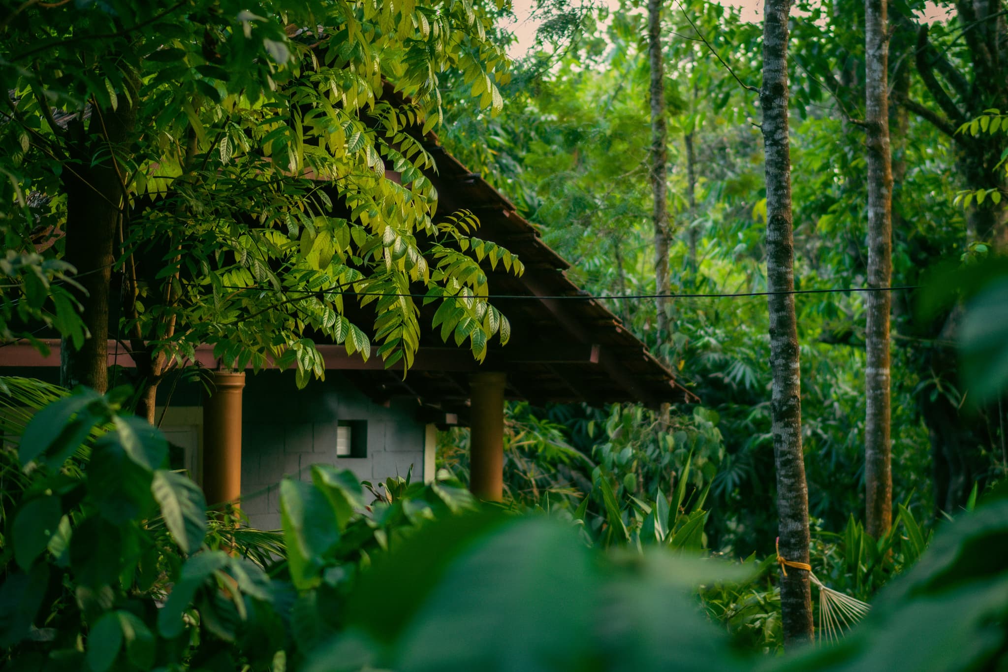 Coorg — misty coffee plantation hills in the Western Ghats