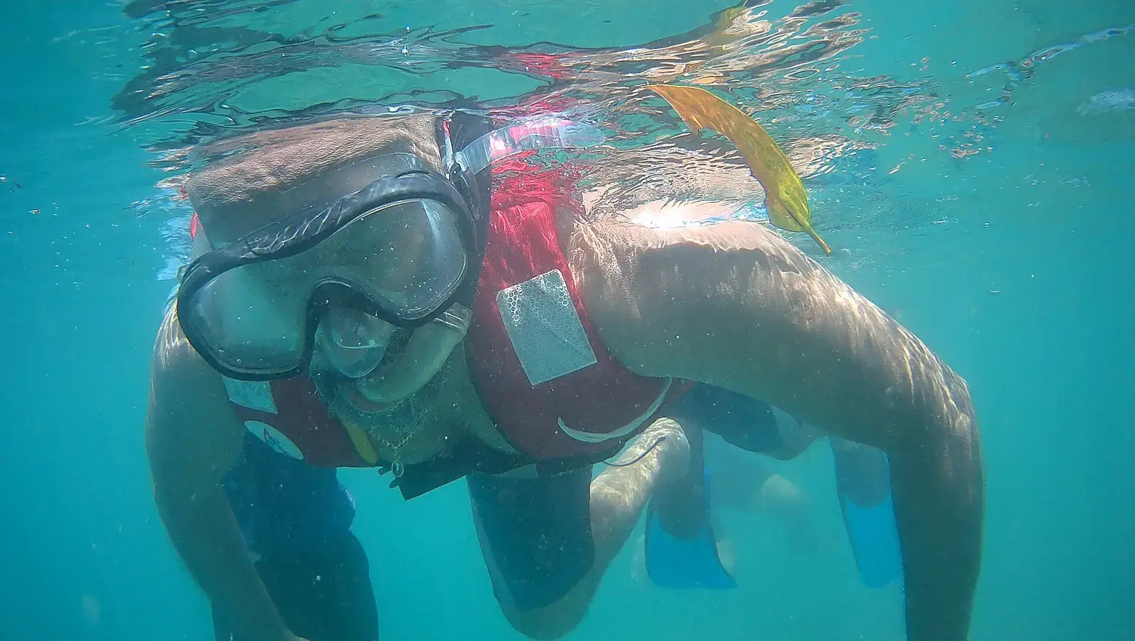 A snorkeller underwater at Elephant Beach, Havelock Island
