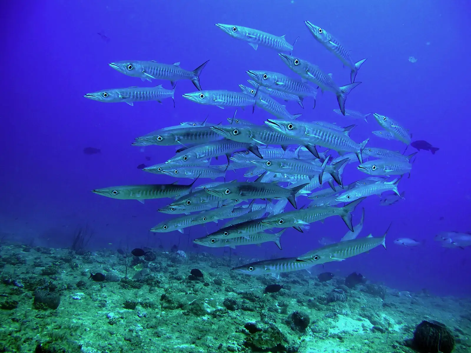 A school of barracuda over the reef off Havelock Island