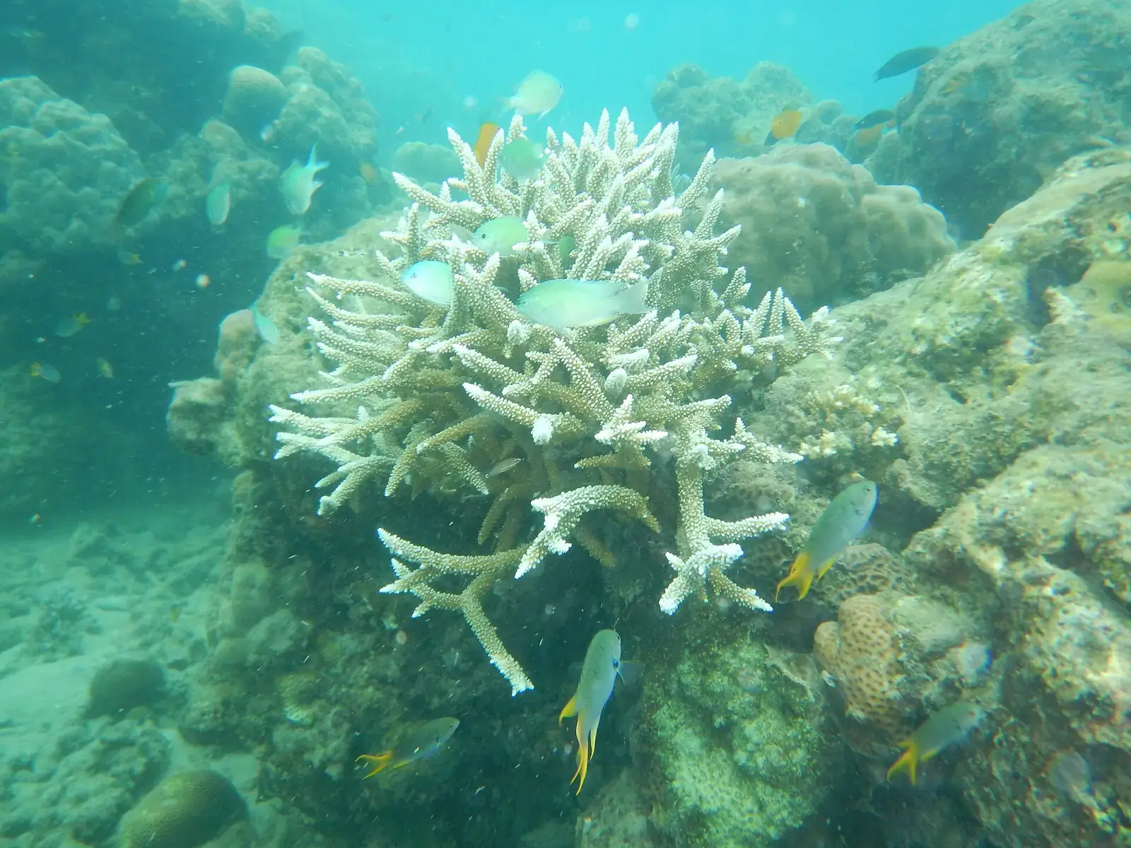 Branching coral and reef fish at Elephant Beach, Havelock Island