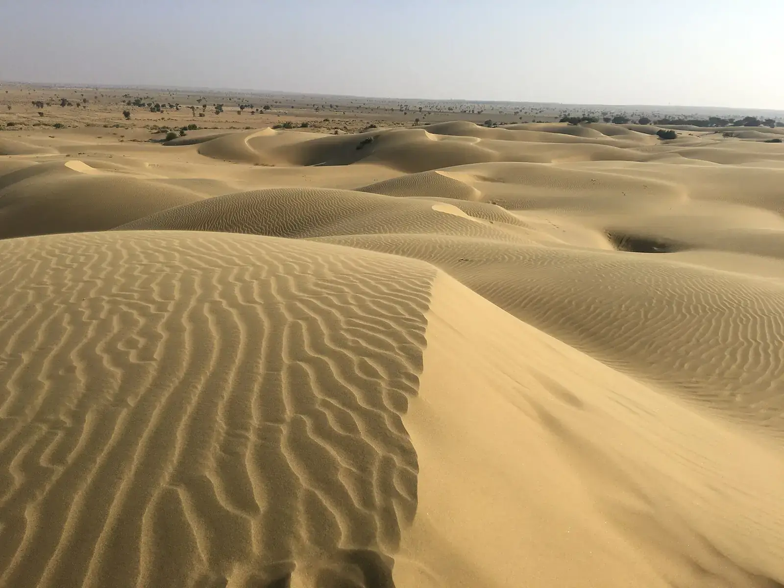 Rippled sand dunes at Sam near Jaisalmer