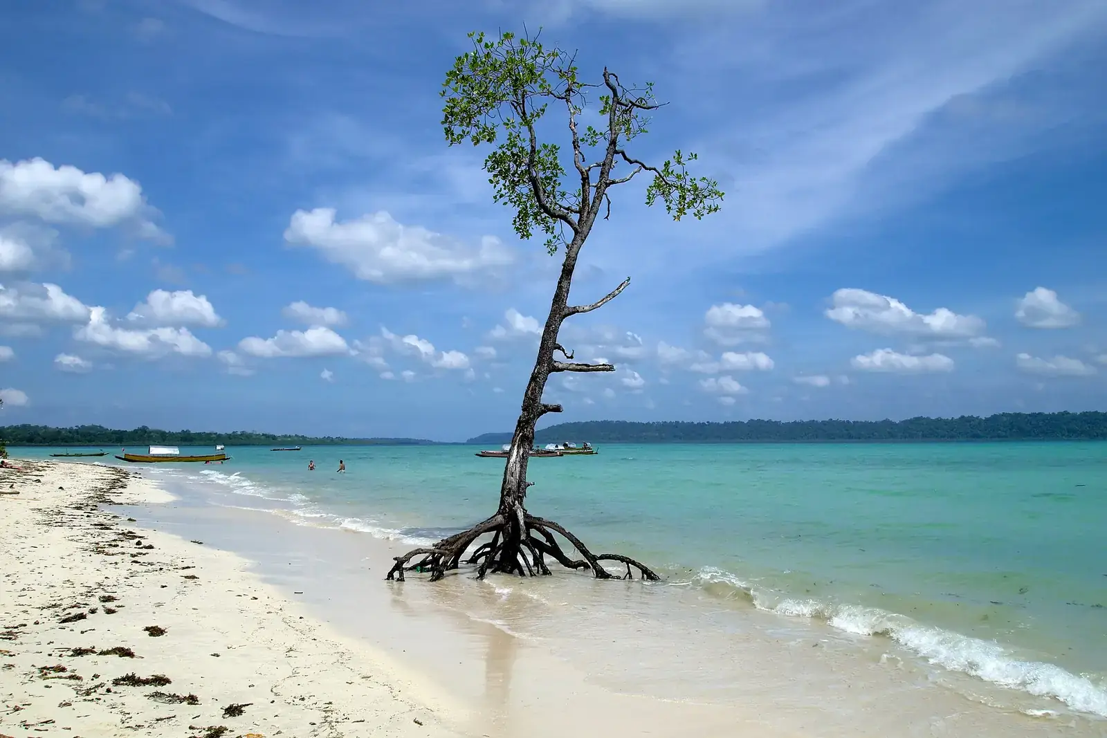 A mangrove tree on a white-sand beach, Havelock Island, Andamans