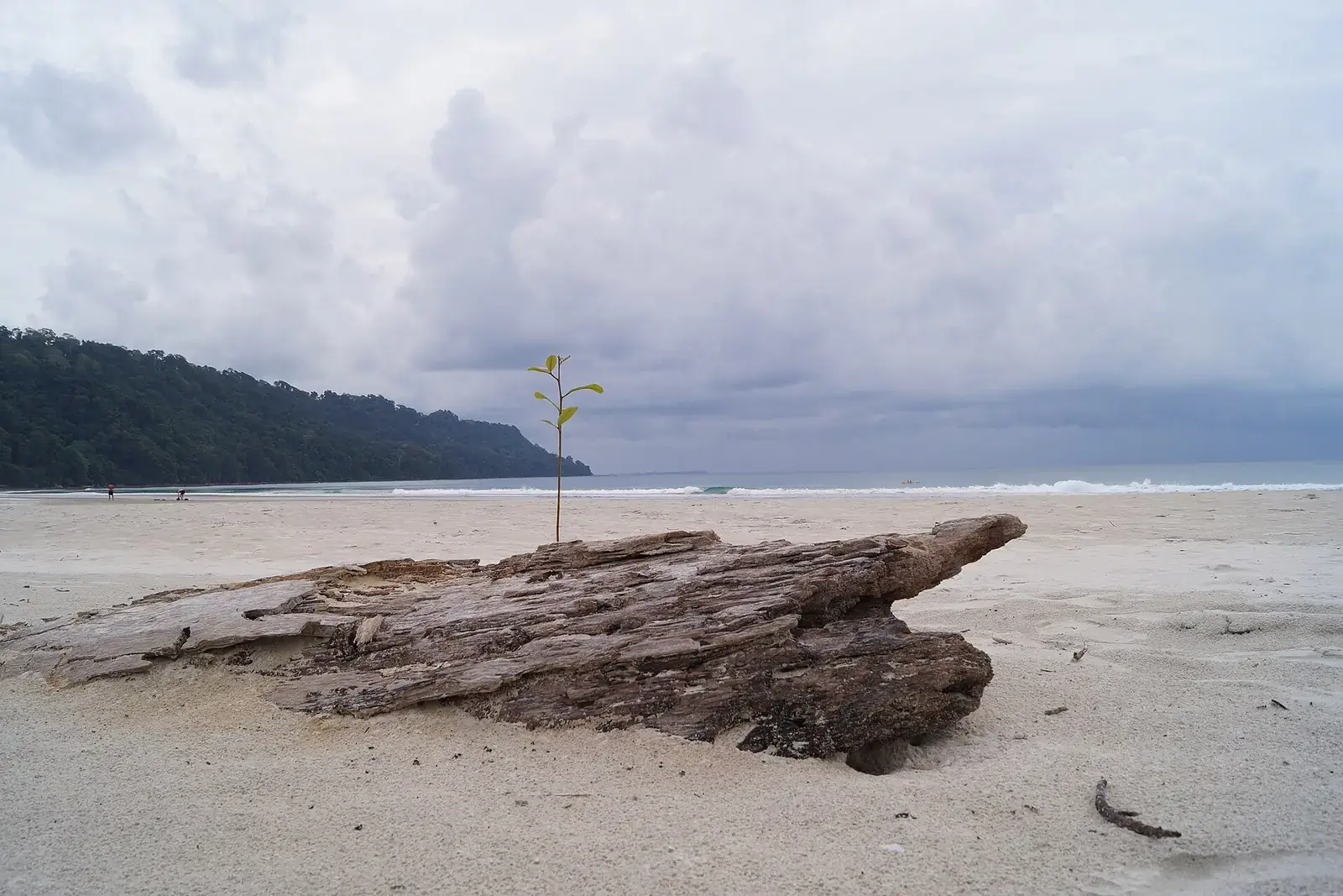 Driftwood on Radhanagar Beach, Havelock Island, Andamans