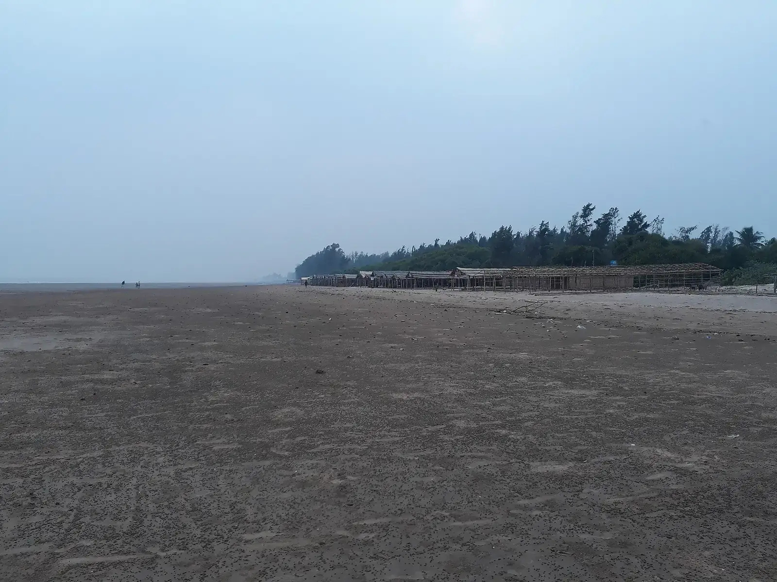 Tajpur beach and its casuarina trees, West Bengal