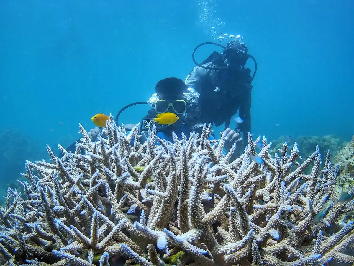 Scuba diver over a reef in the Andaman Islands