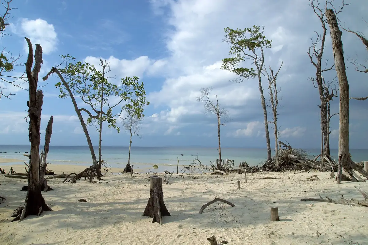 Elephant beach, Havelock