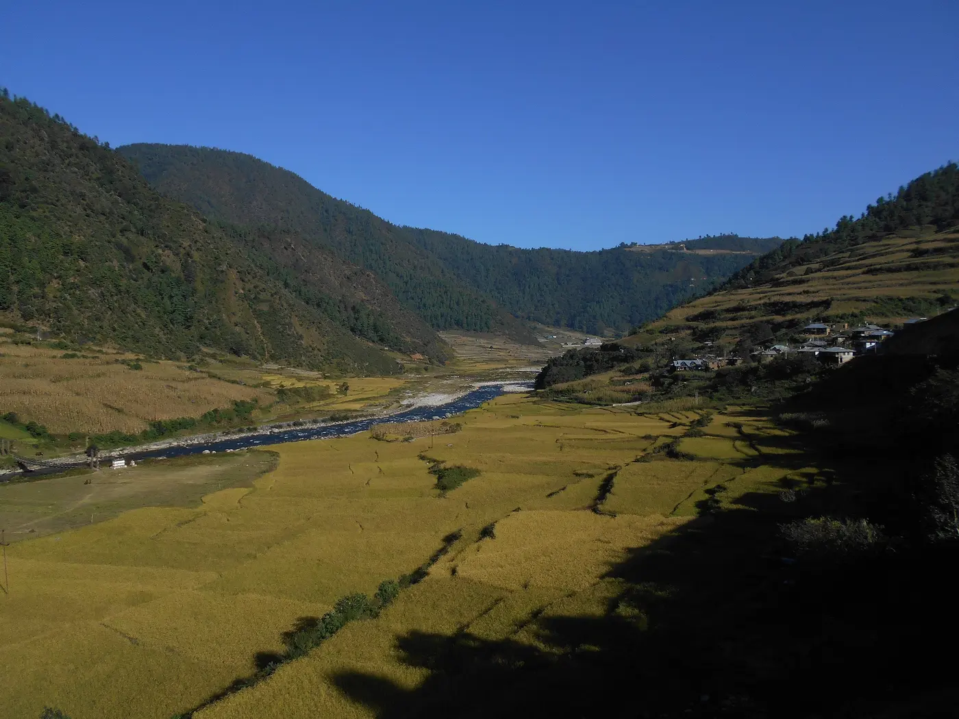 Apple orchards in the Dirang valley