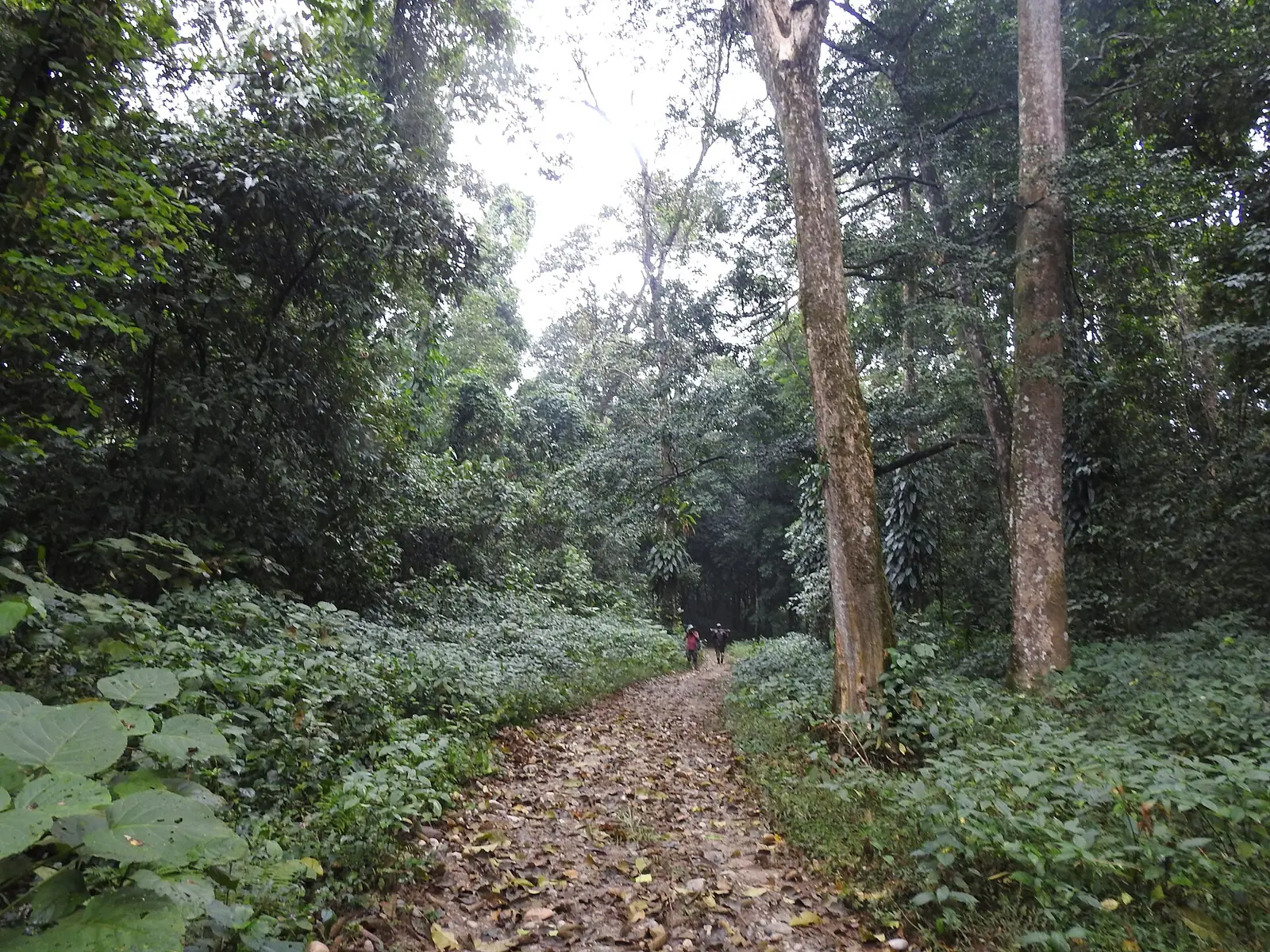 Pakke Tiger Reserve Travel Guide: Hornbills & Foothill Forest
