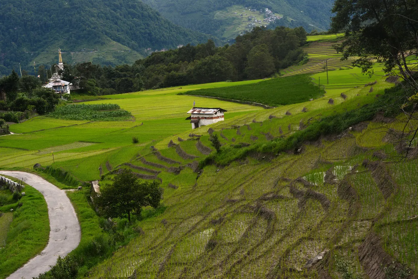 Narrow bunds winding through terraced rice-fish paddies in Ziro Valley, Arunachal Pradesh