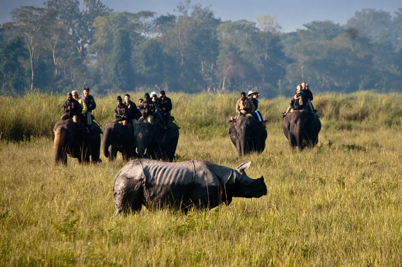 Visitors on elephants watching a one-horned rhino in the grassland of Kaziranga