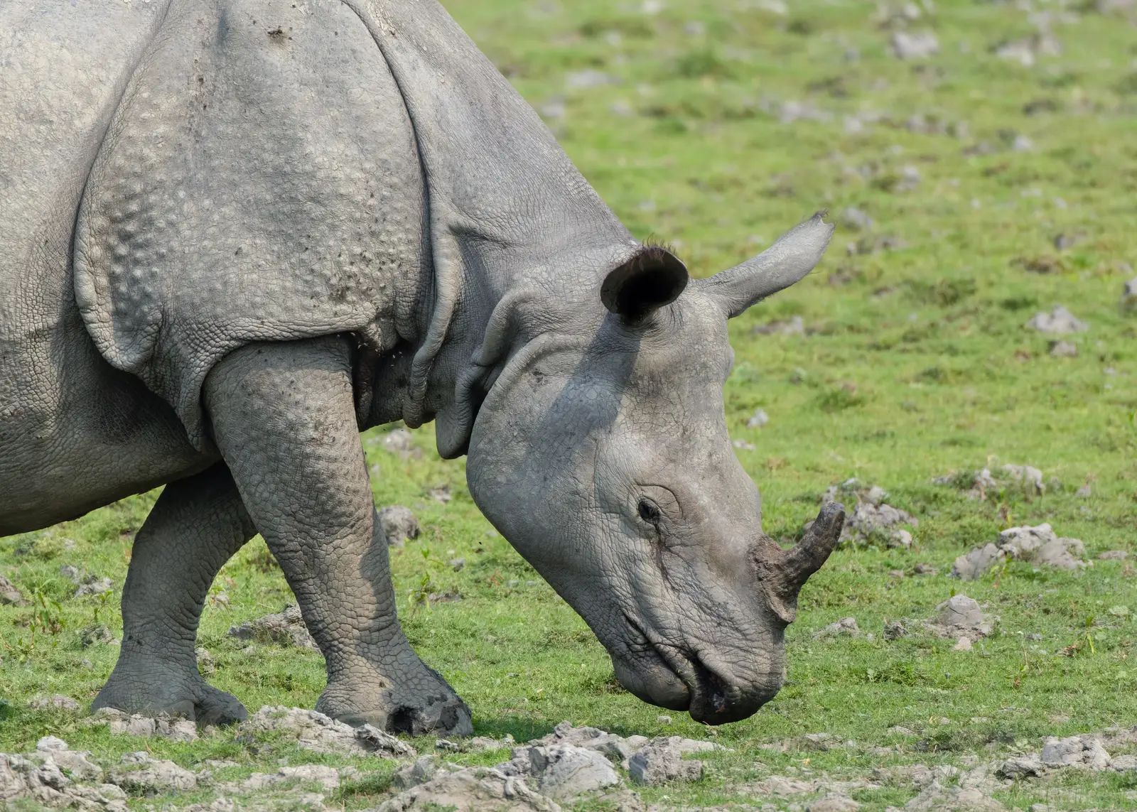 Wildlife Trips in India