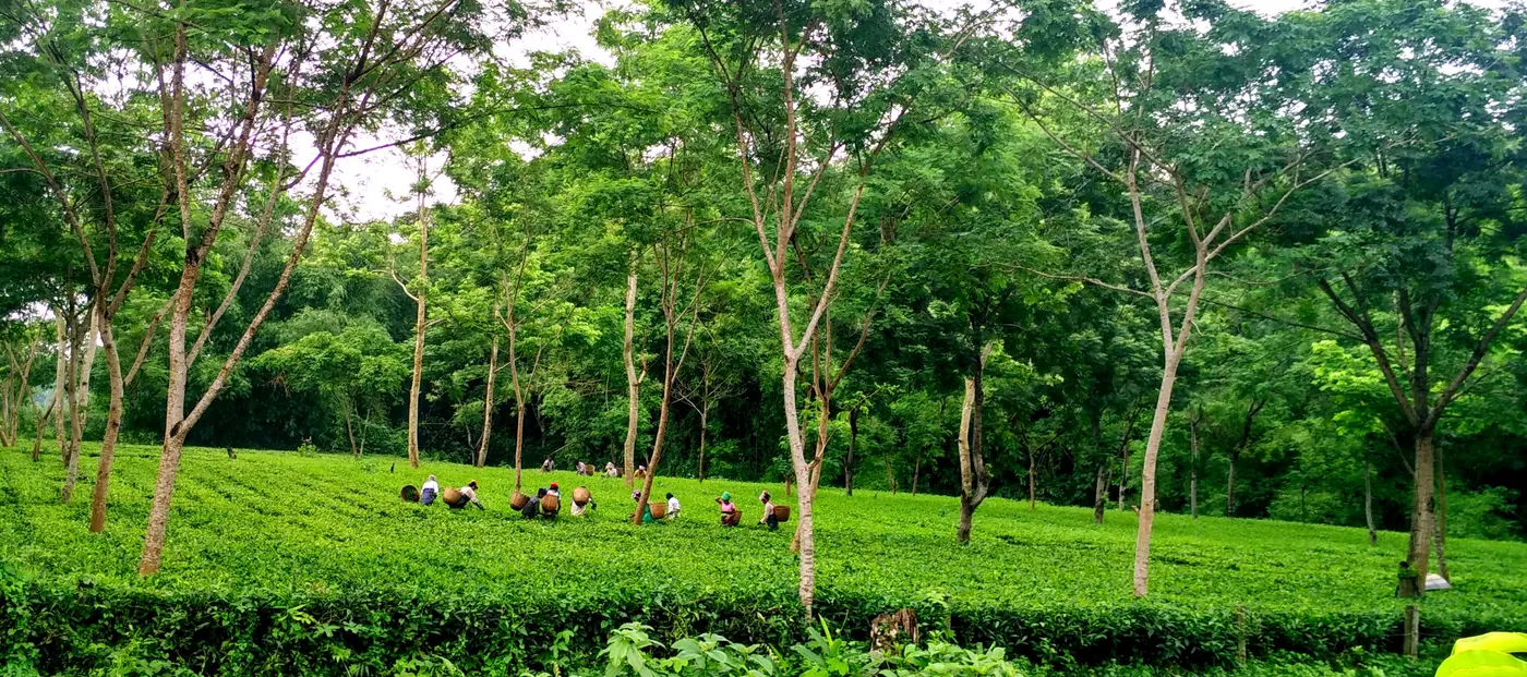 Tea pluckers at work in an Assam garden