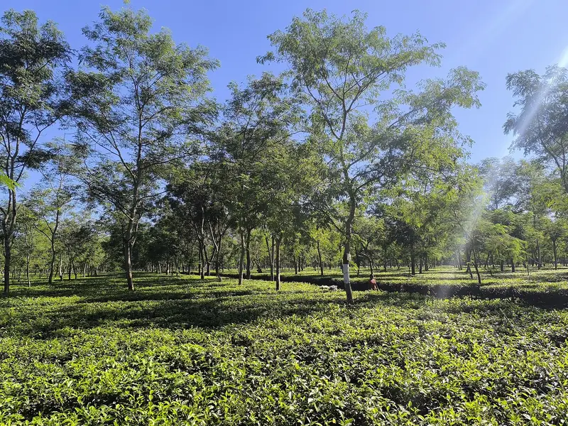 Tea Gardens, Assam