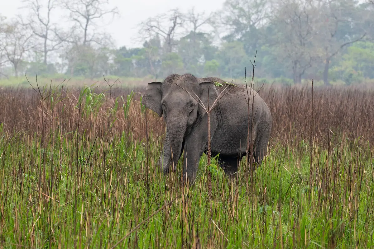 Kaziranga National Park, Assam