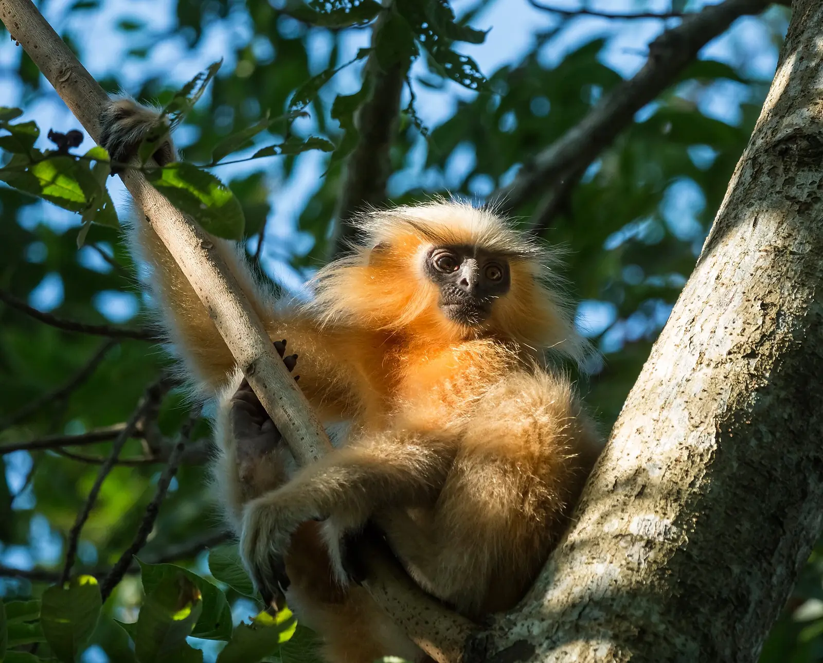Manas National Park Travel Guide: Tiger Reserve & UNESCO Site