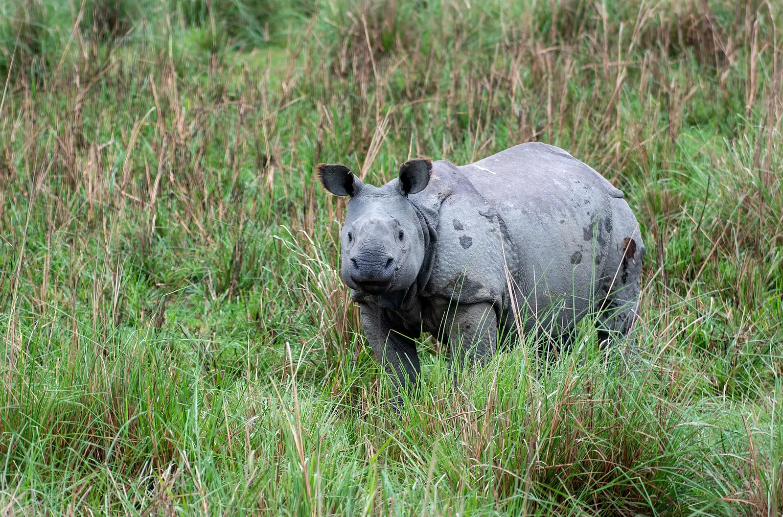 Pobitora Wildlife Sanctuary Travel Guide: Highest Rhino Density on Earth
