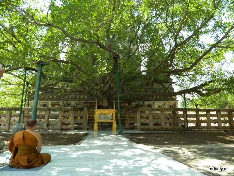 The Bodhi tree beside the Mahabodhi Temple in Bodh Gaya, Bihar
