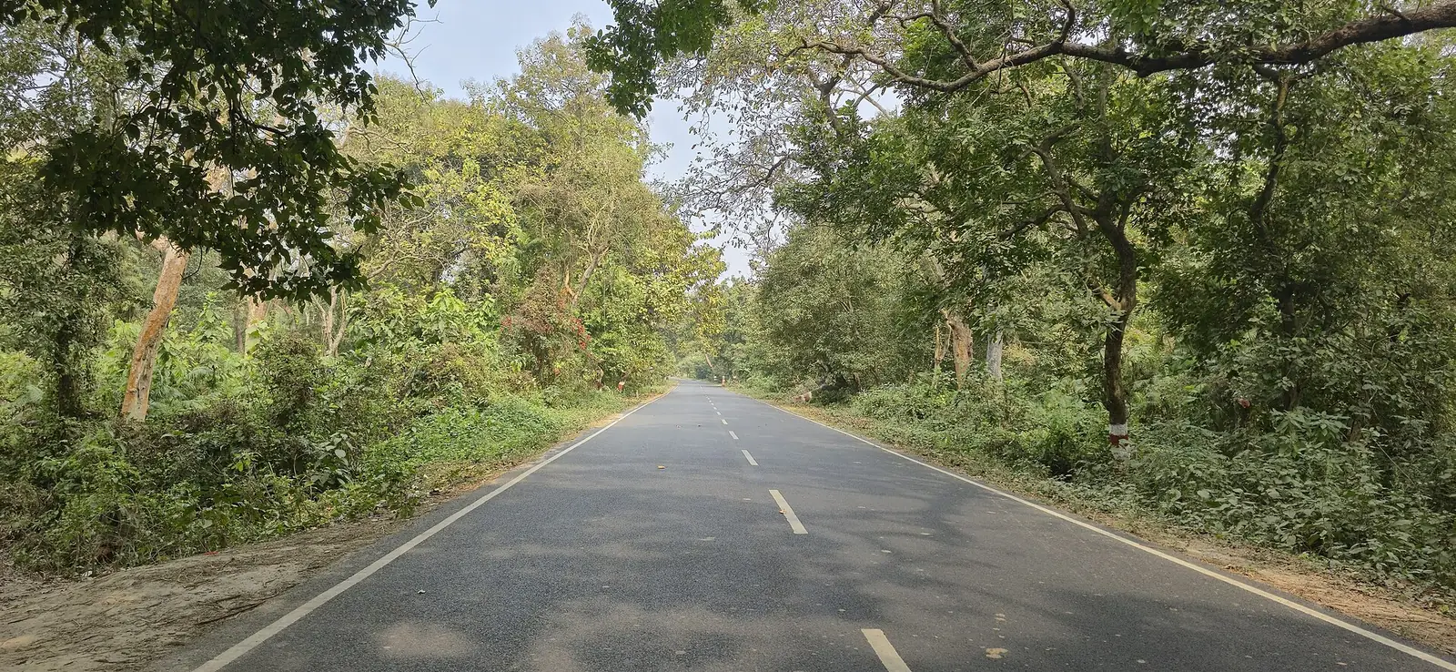 Valmiki Nagar Travel Guide: Tiger Reserve & Himalayan Foothills