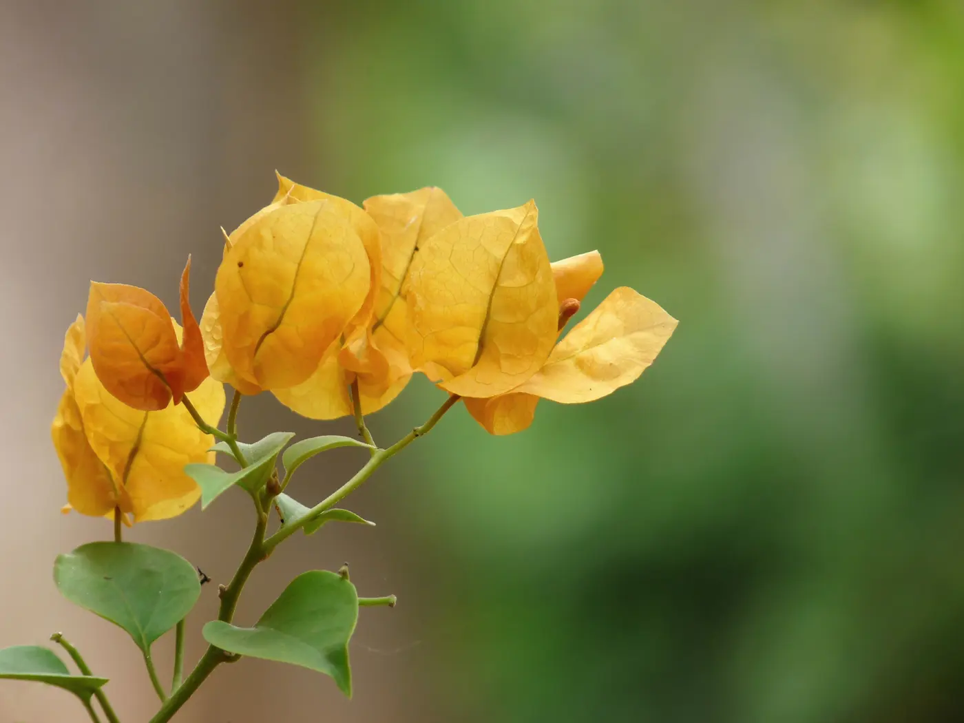 Close-up of a bougainvillea cultivar with yellow-orange bracts, showing the range of colours found across the garden's trellised creepers