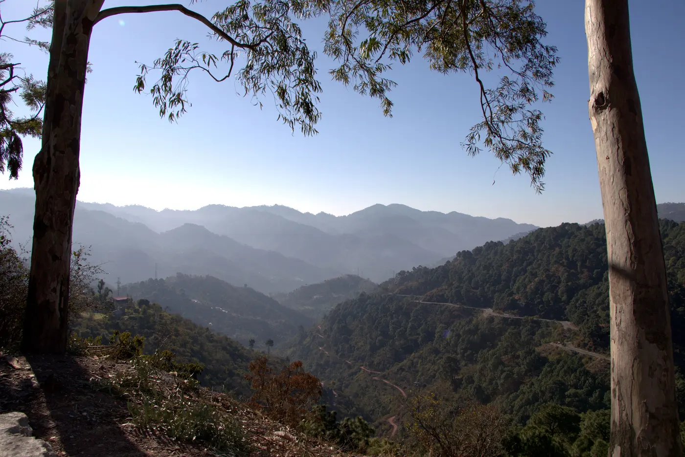 Kasauli among pine forest in the Shivaliks