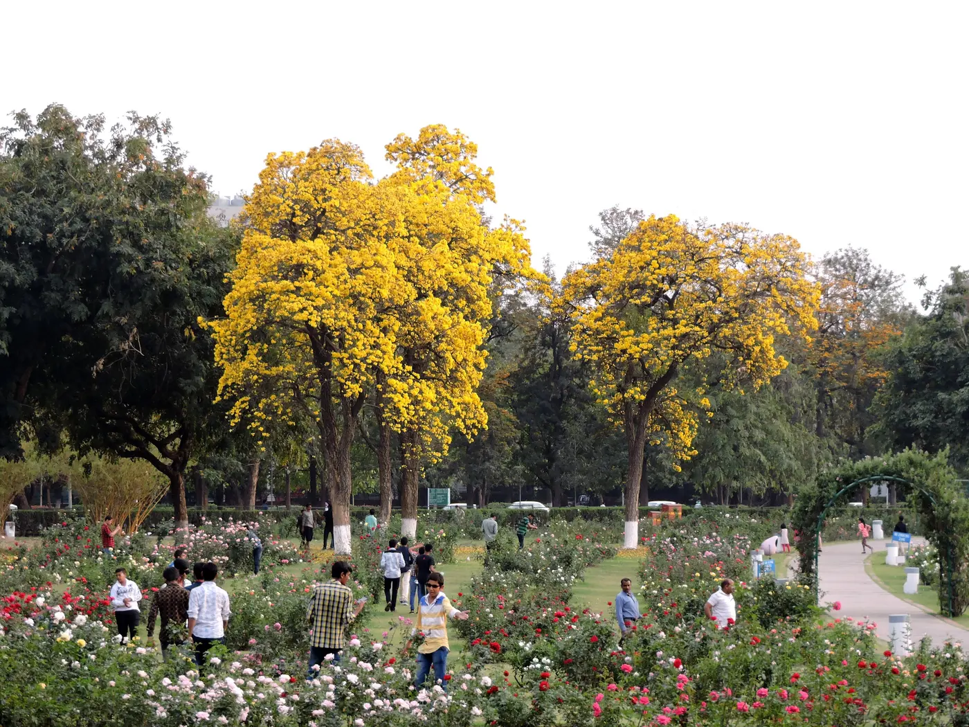 Rose beds in bloom at the Zakir Hussain Rose Garden, Chandigarh