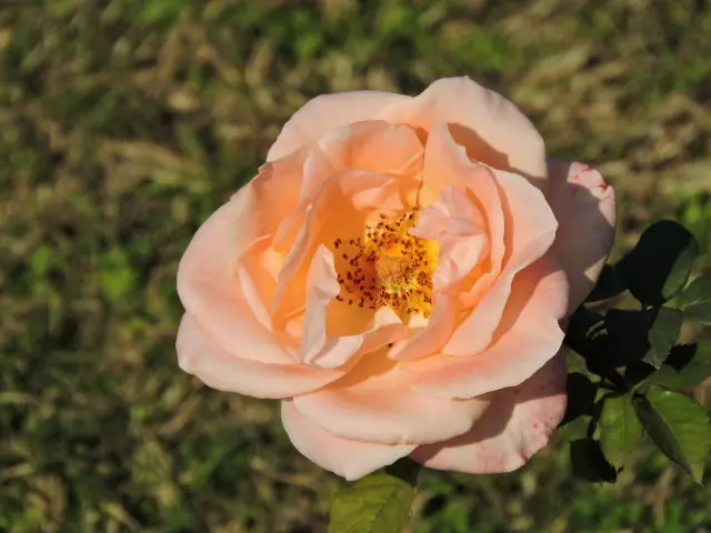 Close-up macro shot of a single peach-coloured rose in full bloom at the Zakir Hussain Rose Garden