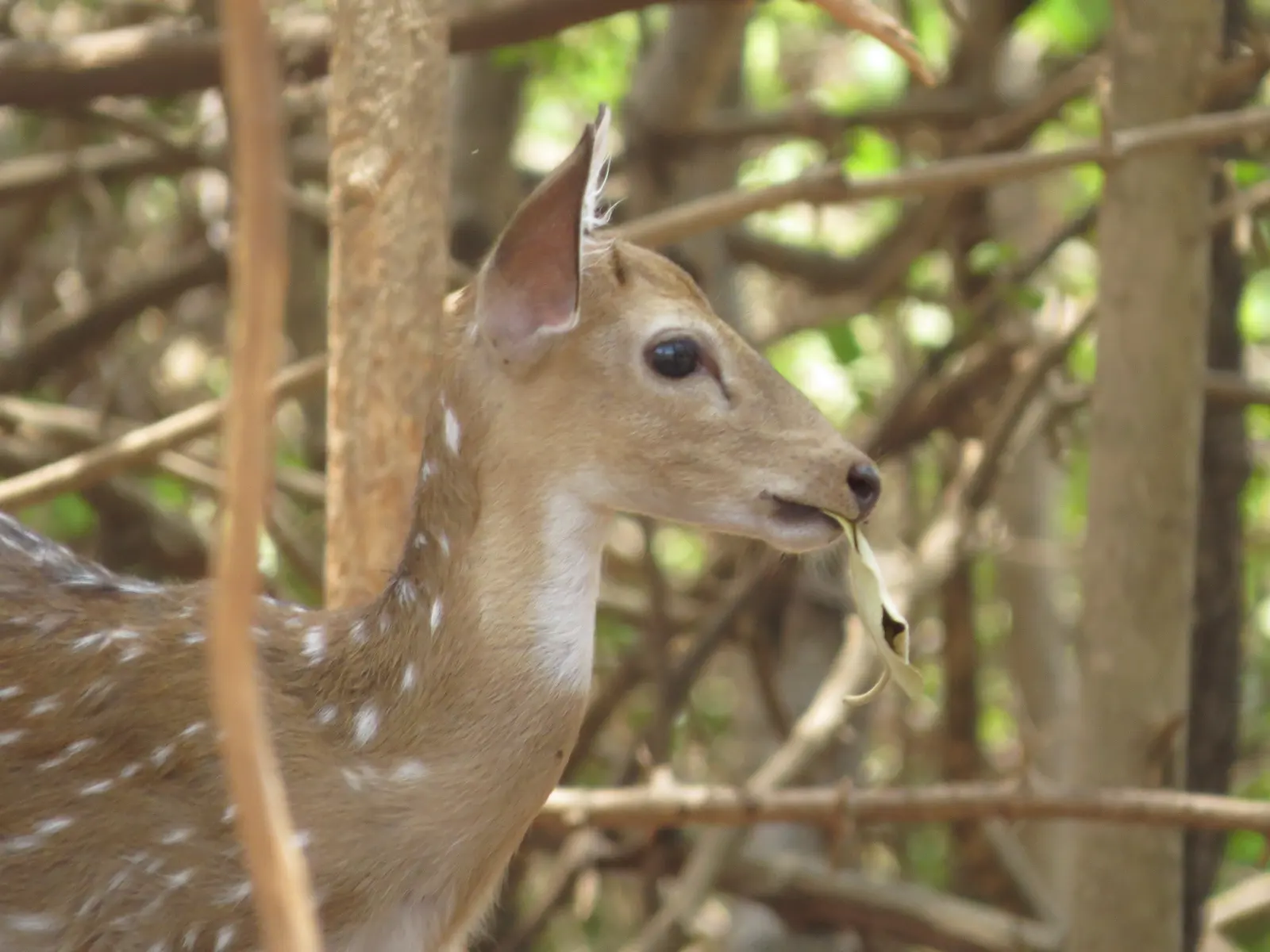 Satmaliya Deer Sanctuary: Visit Guide & Tips