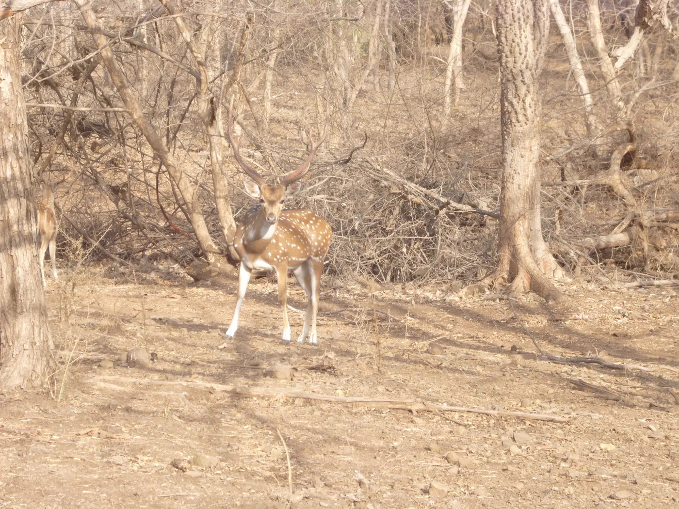 A chital (spotted deer) buck in dry deciduous forest — the species found at Satmaliya Deer Sanctuary near Khanvel