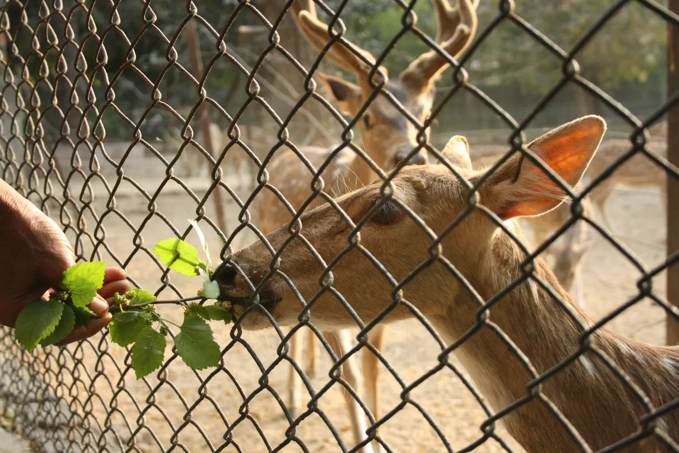 Spotted deer grazing inside the fenced enclosure at Hauz Khas Deer Park, Delhi