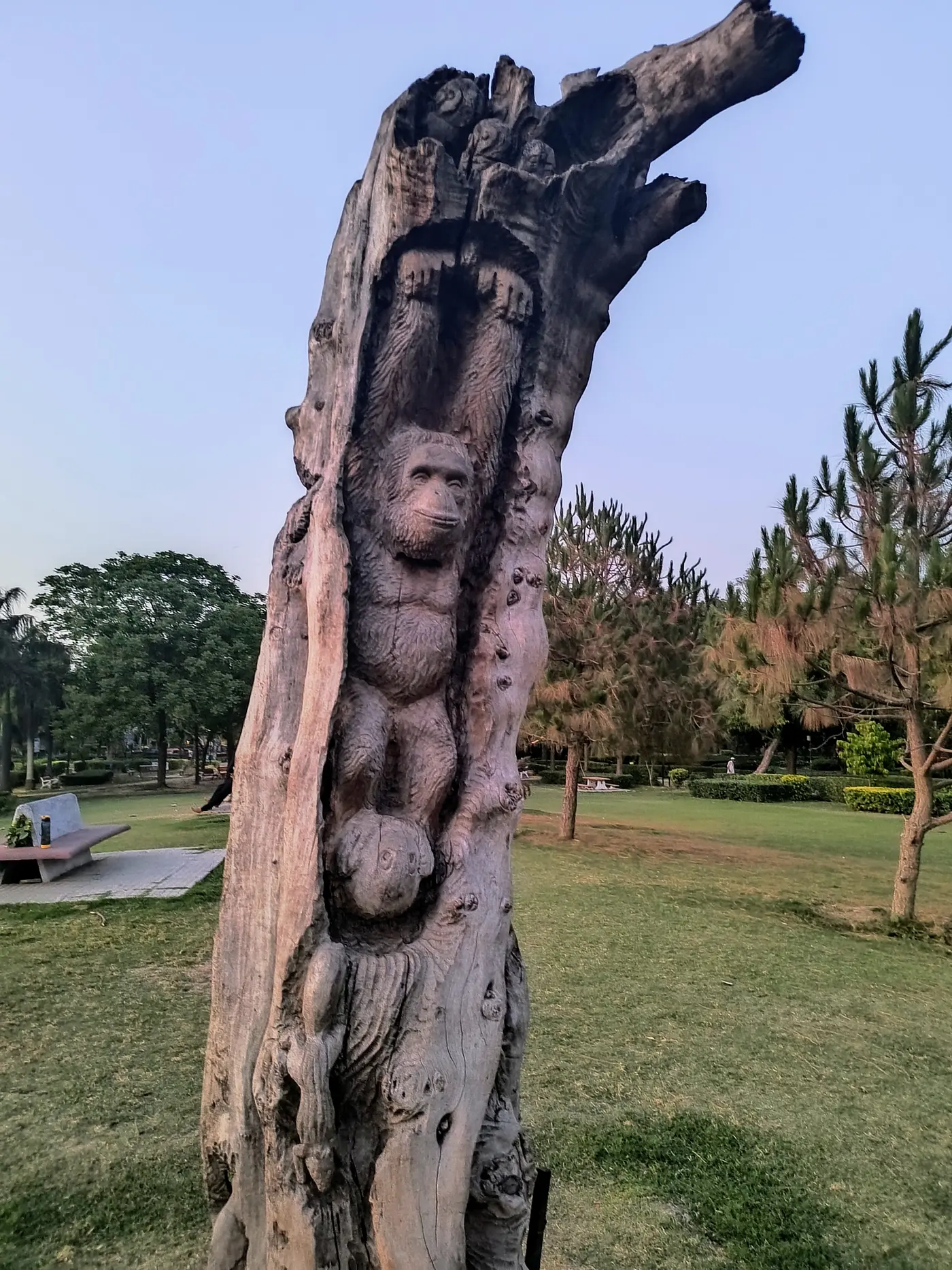 A carved wooden monkey sculpture set into a tree trunk on the open lawns of Japanese Park, Rohini