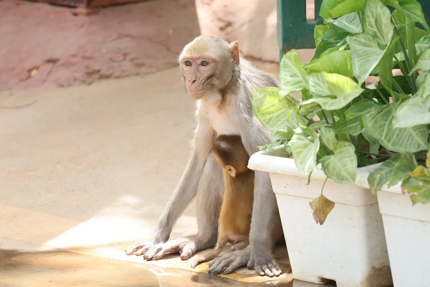 Rhesus macaque mother with infant in the Aravalli scrub forest of Asola Bhatti Wildlife Sanctuary, next to Vasant Kunj
