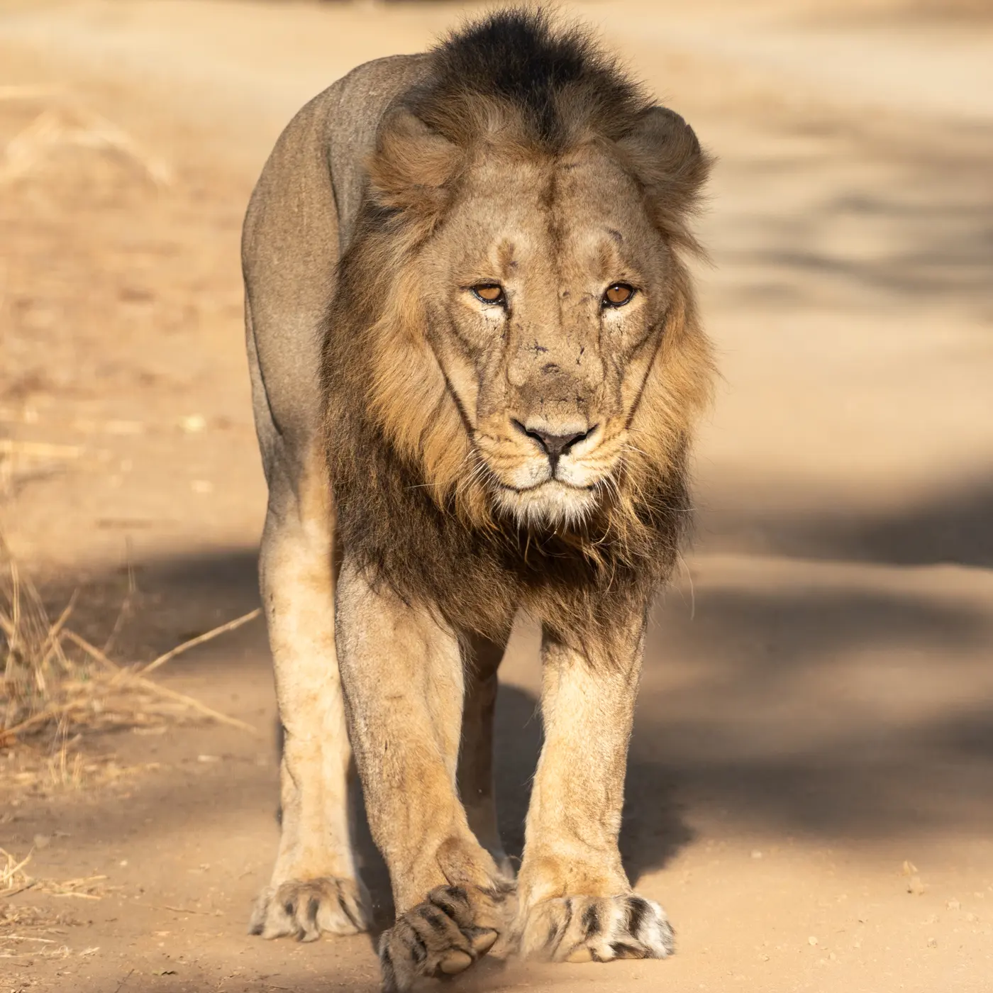 An Asiatic lion resting in dry forest in Gir National Park