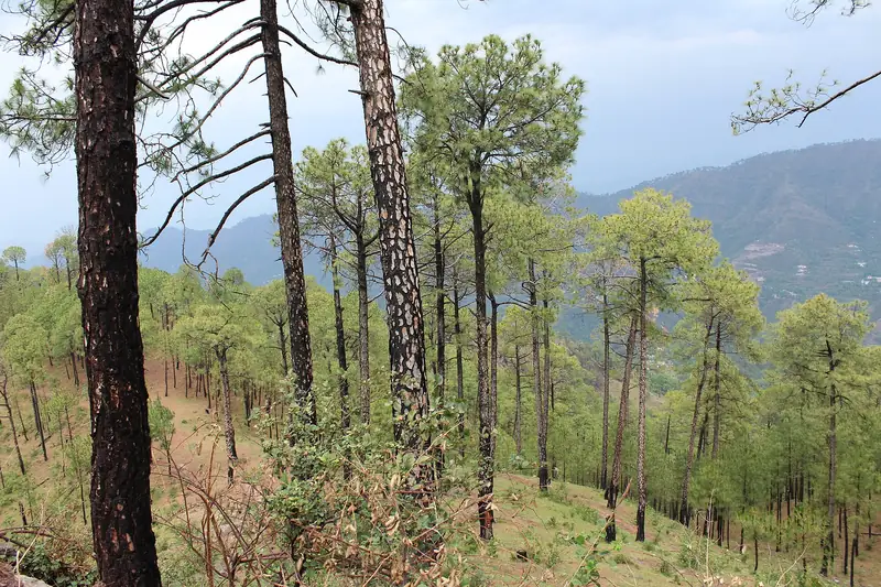 Sanawar hill near Kasauli with Himalayan views
