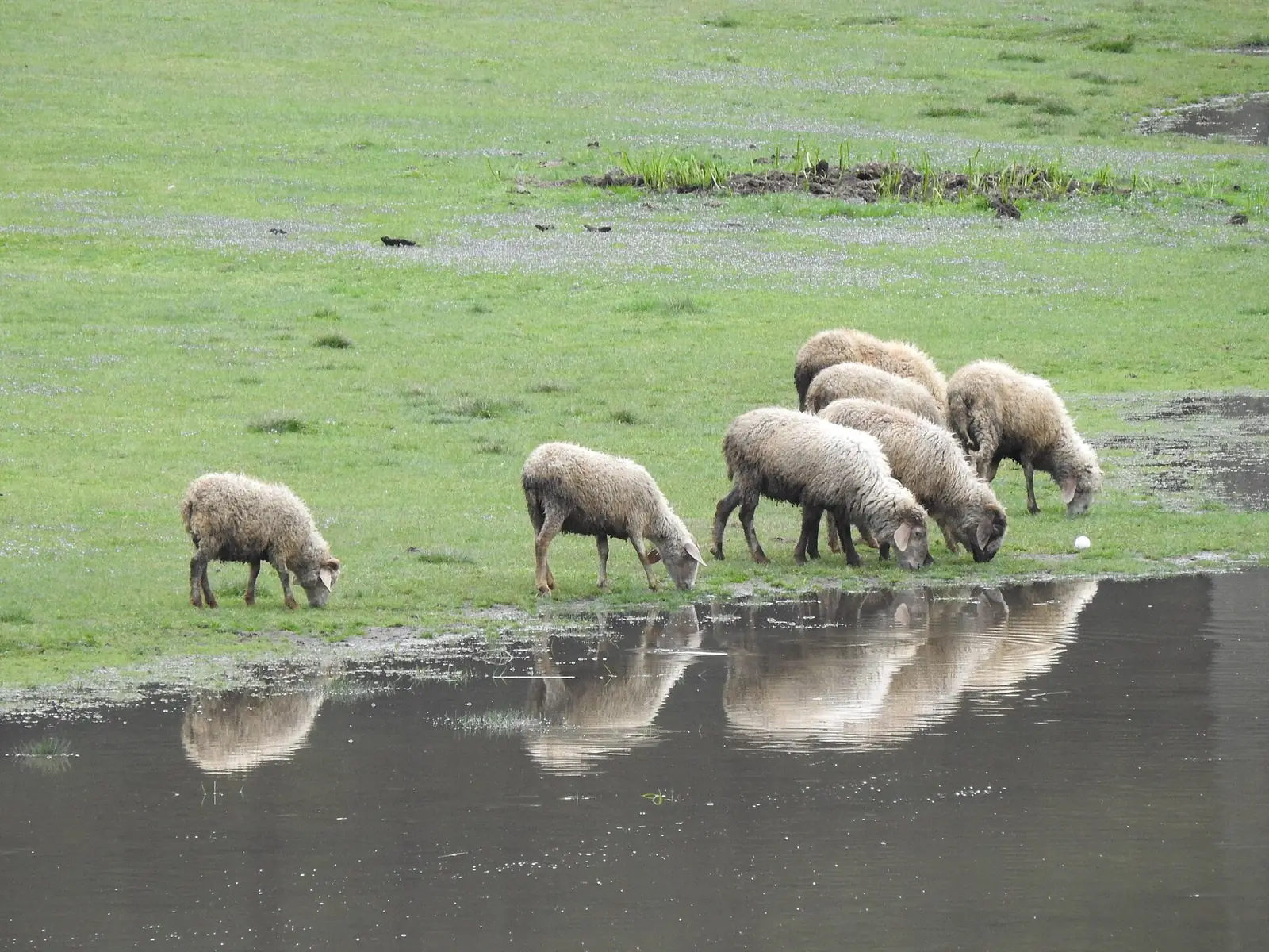 Khajjiar Travel Guide: Mini Switzerland of India