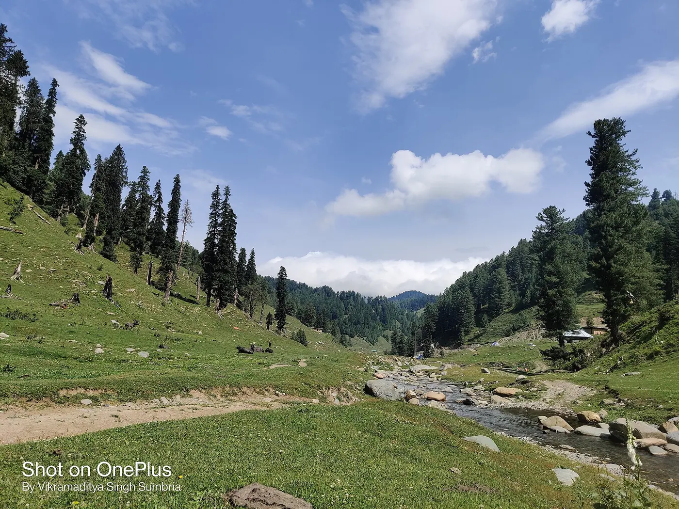 Grazing cattle and camping tents beside the stream running through the open meadow of Jai Valley, Bhaderwah