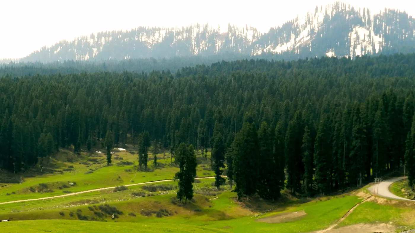Dense pine forest in Doodhpathri opening onto a meadow, with snow-capped Pir Panjal peaks in the distance