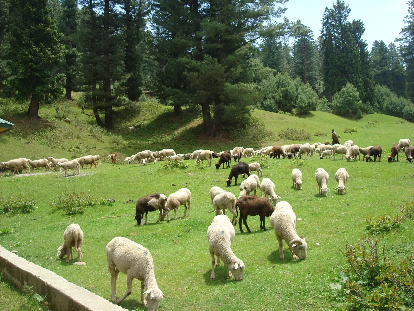 A flock of sheep grazing on Yusmarg's open meadow with pine forest lining the edge