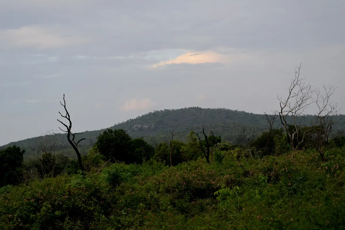 Forest in Bandipur National Park