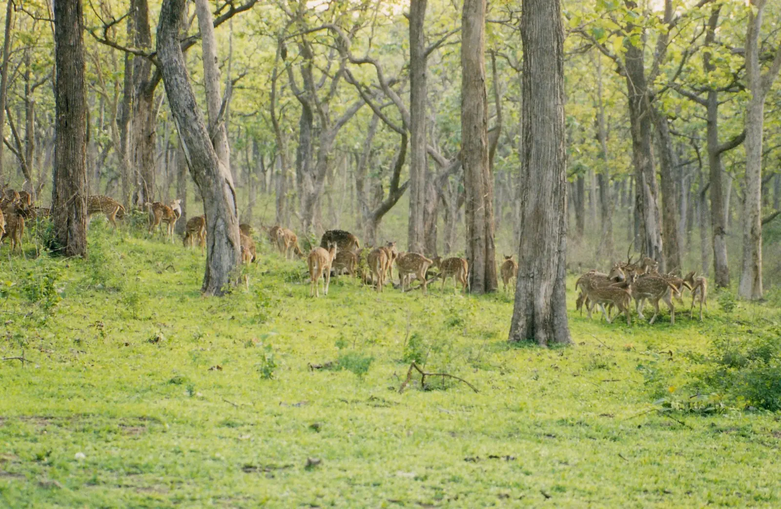 Bandipur National Park: Tiger Safari Guide, Zones & Best Time