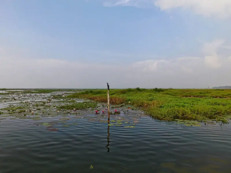 Things to Do in Kumarakom: Bird Sanctuary, Vembanad Lake & Village Life