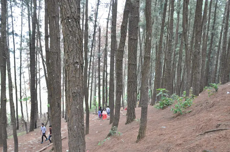 Pine Forest, Vagamon
