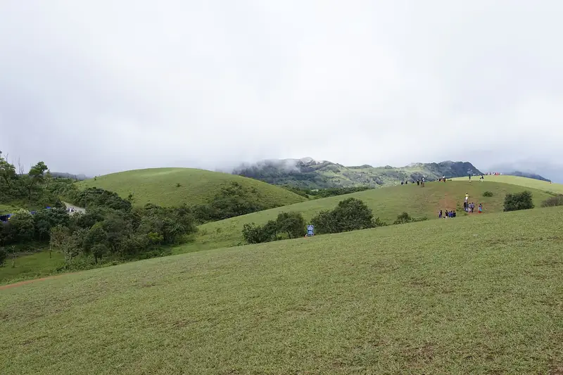 The Meadows, Vagamon