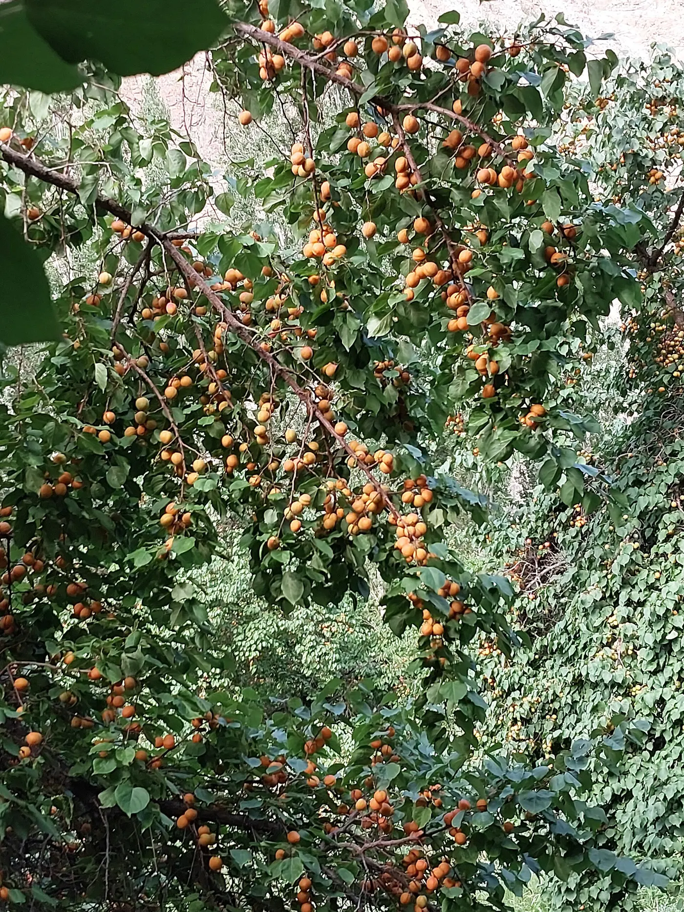 Ripe apricots hanging heavy on the branches of an orchard tree in Dah village, Ladakh