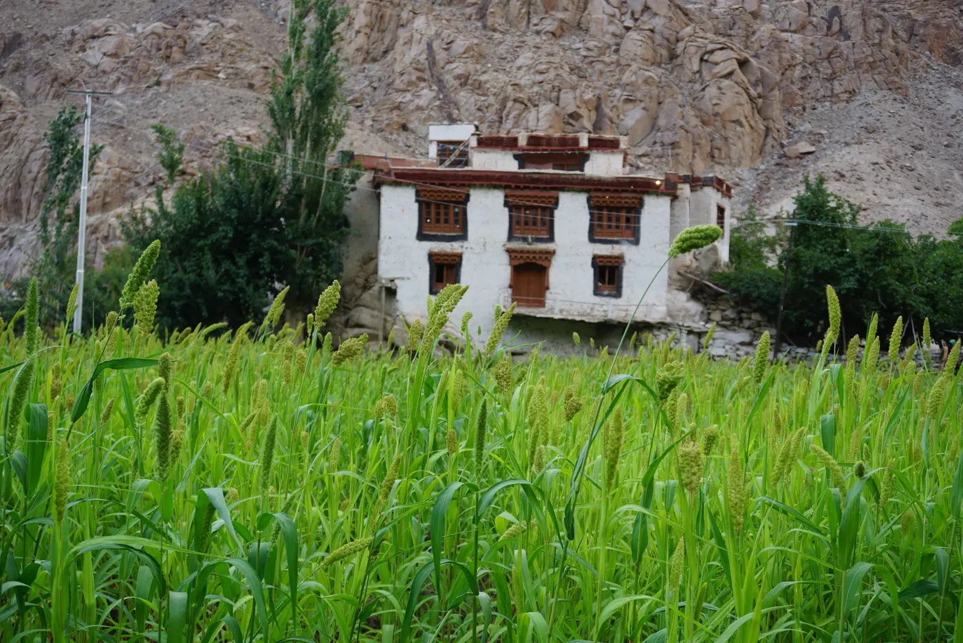 A traditional stone-and-timber house set among green millet fields near Darchik, in Ladakh's Batalik sector