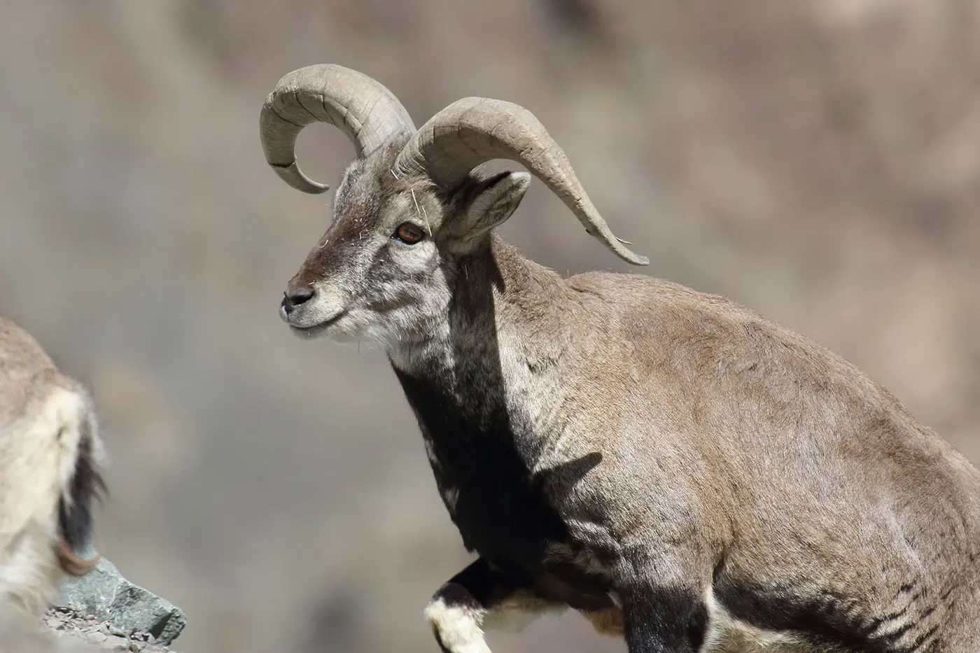 A bharal (blue sheep) with curved horns on a rocky slope in Hemis National Park, the snow leopard's primary prey