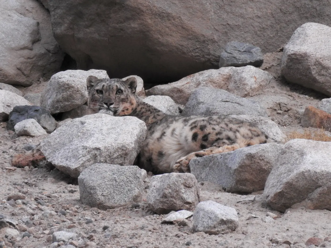 A snow leopard camouflaged among rocks in Hemis National Park, Ladakh
