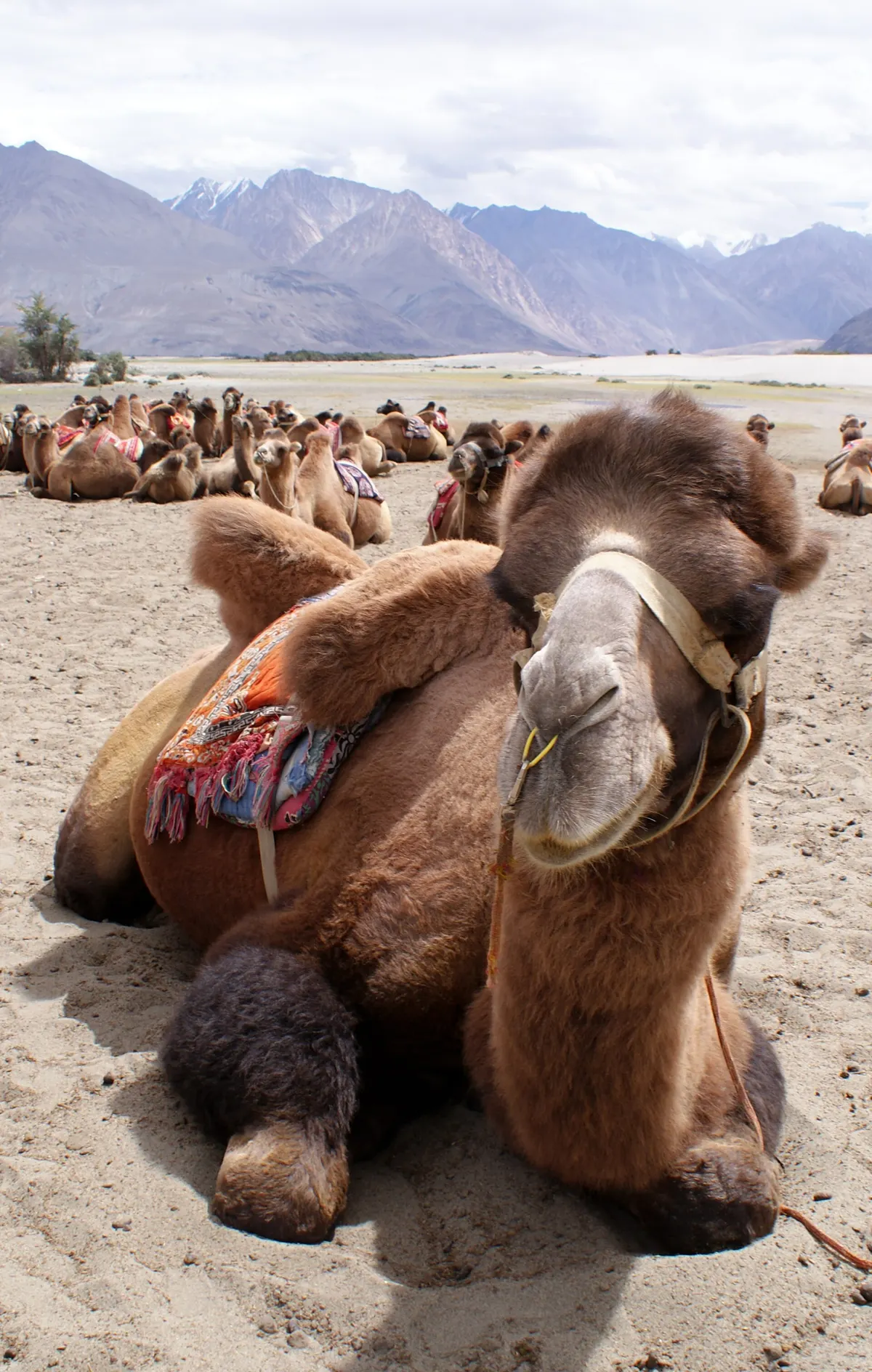 A saddled double-humped Bactrian camel resting on the sand with the caravan and mountains of Nubra Valley behind
