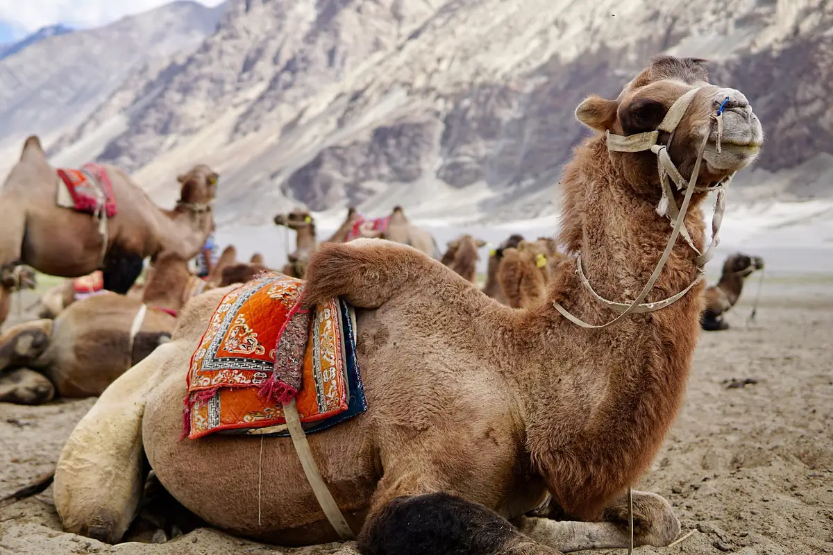 Hunder Sand Dunes & Bactrian Camels, Nubra Valley
