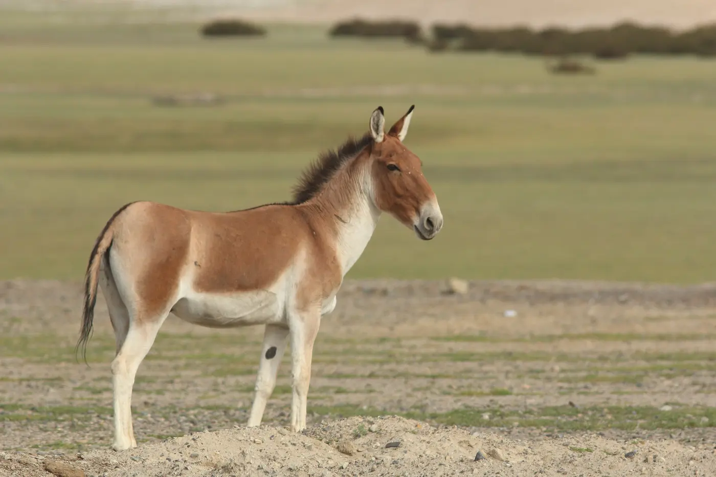 A kiang (Tibetan wild ass) standing on the open Rupshu plateau grassland near Tso Moriri