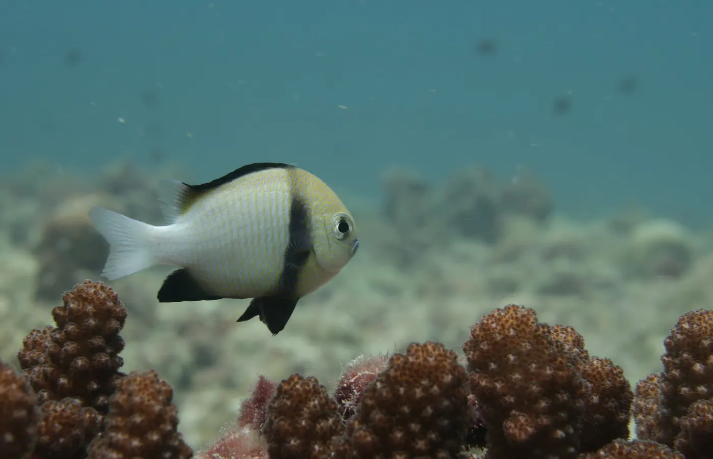 Reef fish over coral in the lagoon at Agatti, Lakshadweep